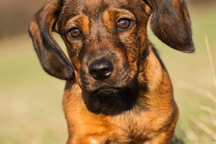 Photo Basset des Alpes