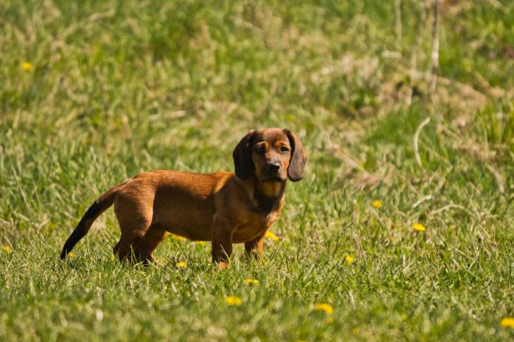 Photo Basset des Alpes
