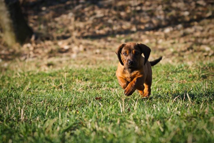 Photo Basset des Alpes