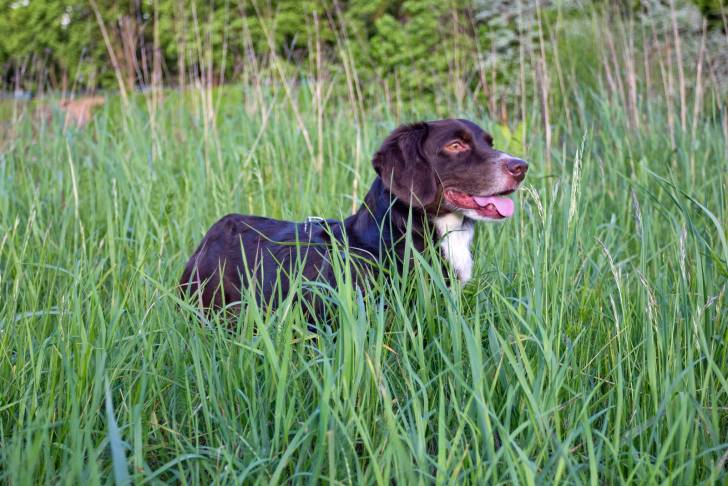 Photo Basset des Alpes