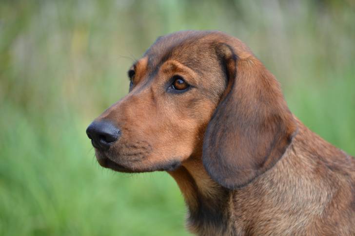 Photo Basset des Alpes