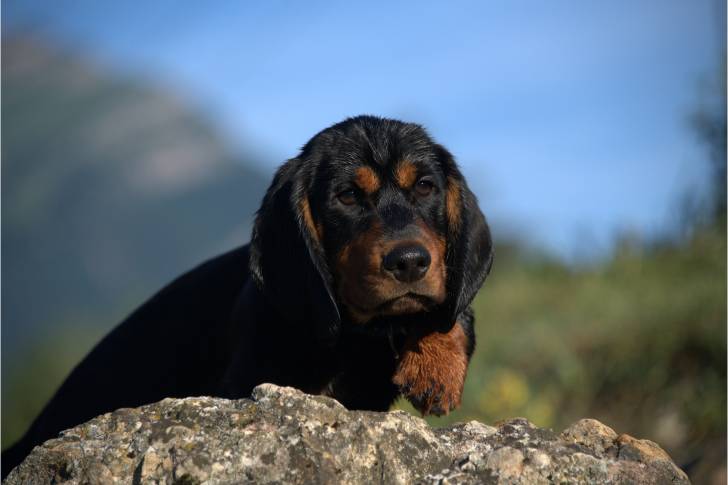 Photo Basset des Alpes