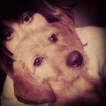 Gaïa - Basset Fauve de Bretagne (6 mois)