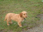 toupie basset fauve de bretagne - Basset Fauve de Bretagne