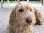Tania - Basset Fauve de Bretagne (1 an et 3 mois)