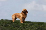 Photo Basset Fauve de Bretagne