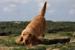 Photo Basset Fauve de Bretagne