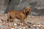 Photo Basset Fauve de Bretagne