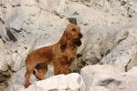 Photo Basset Fauve de Bretagne