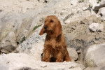 Photo Basset Fauve de Bretagne