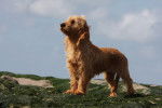 Photo Basset Fauve de Bretagne