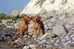 Photo Basset Fauve de Bretagne