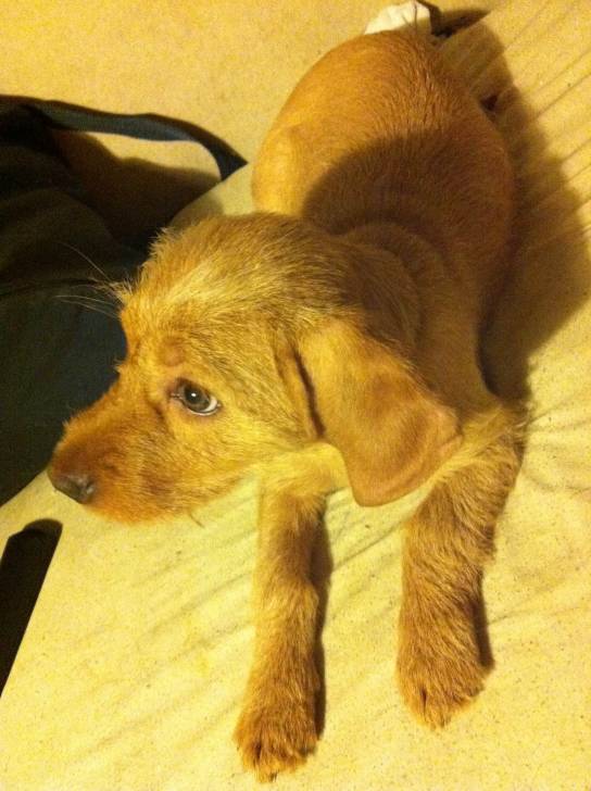 Gaïa - Basset Fauve de Bretagne Femelle (6 mois)