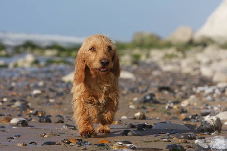Photo Basset Fauve de Bretagne