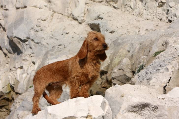 Photo Basset Fauve de Bretagne