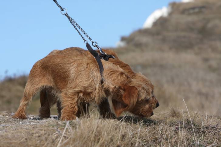 Photo Basset Fauve de Bretagne