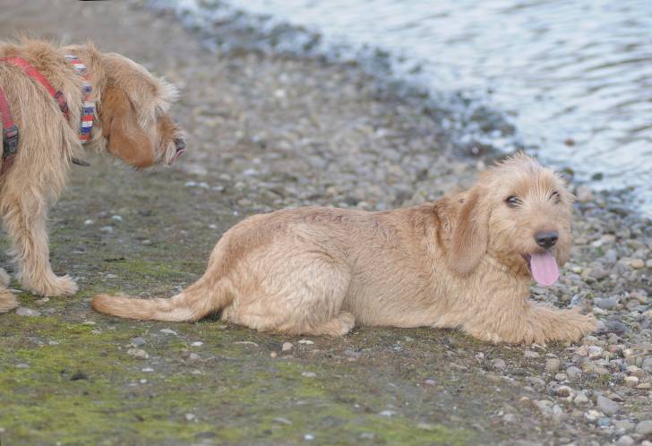 Photo Basset Fauve de Bretagne