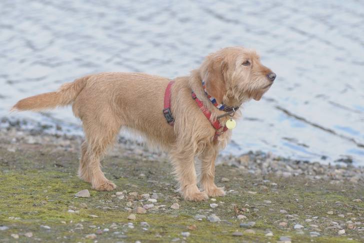 Photo Basset Fauve de Bretagne