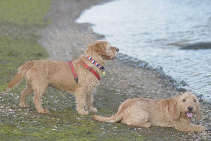 Photo Basset Fauve de Bretagne