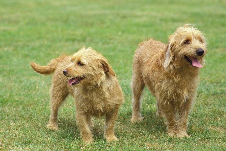 Photo Basset Fauve de Bretagne