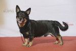Photo Lancashire Heeler