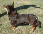 Photo Lancashire Heeler