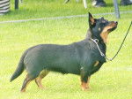 Photo Lancashire Heeler