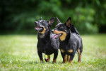 Photo Lancashire Heeler