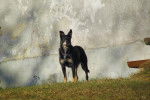 Photo Lancashire Heeler
