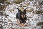 Photo Lancashire Heeler