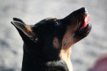 Photo Lancashire Heeler
