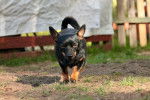 Photo Lancashire Heeler