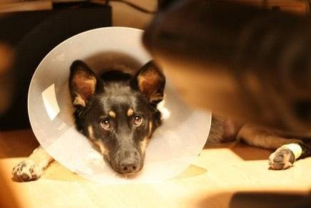 Photo Lancashire Heeler