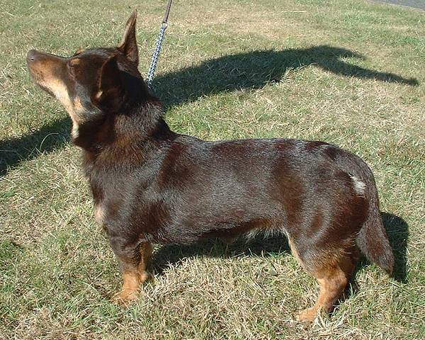 Photo Lancashire Heeler