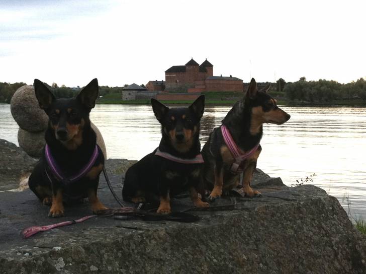 Photo Lancashire Heeler