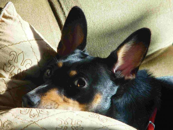 Photo Lancashire Heeler