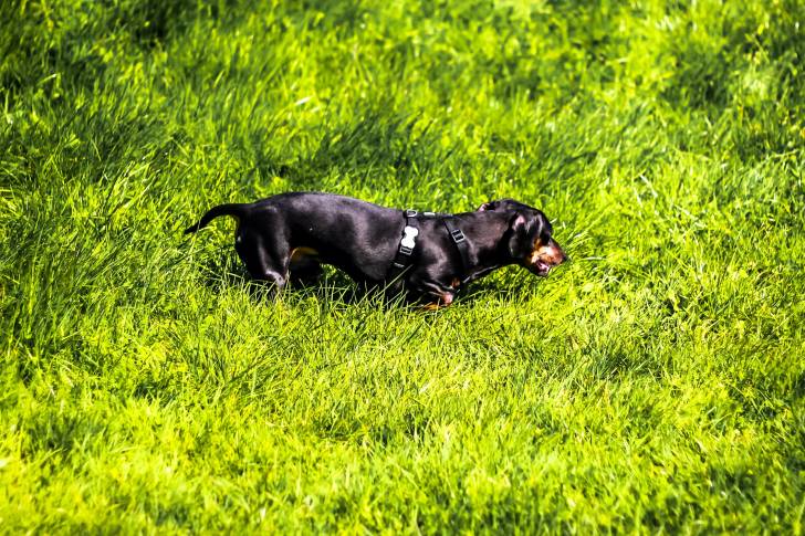 Photo Lancashire Heeler