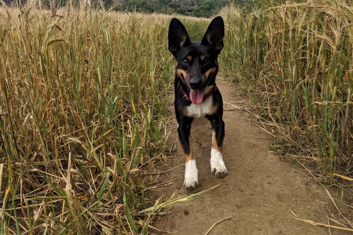 Photo Lancashire Heeler