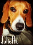 Juliette - Beagle-Harrier (2 ans)