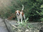 Max - Beagle-Harrier Mâle (1 an)
