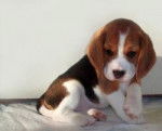 Chicca - Beagle-Harrier (8 mois)