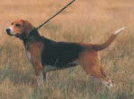 Beagle Harrier - Beagle-Harrier