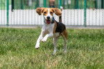 Photo Beagle-Harrier
