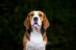 Photo Beagle-Harrier