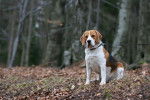 Photo Beagle-Harrier