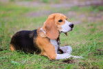 Un Beagle-Harrier tricolore allongé dans l'herbe
