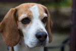 Photo Beagle-Harrier