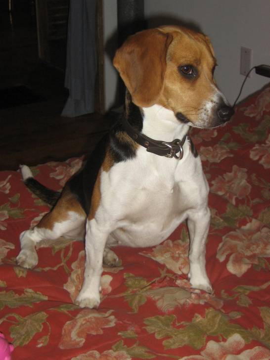 Juliette - Beagle-Harrier (2 ans)