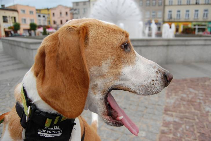 My dog Milo - Beagle-Harrier Mâle (1 an)