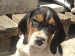 Paco - Beagle-Harrier Mâle (3 mois)